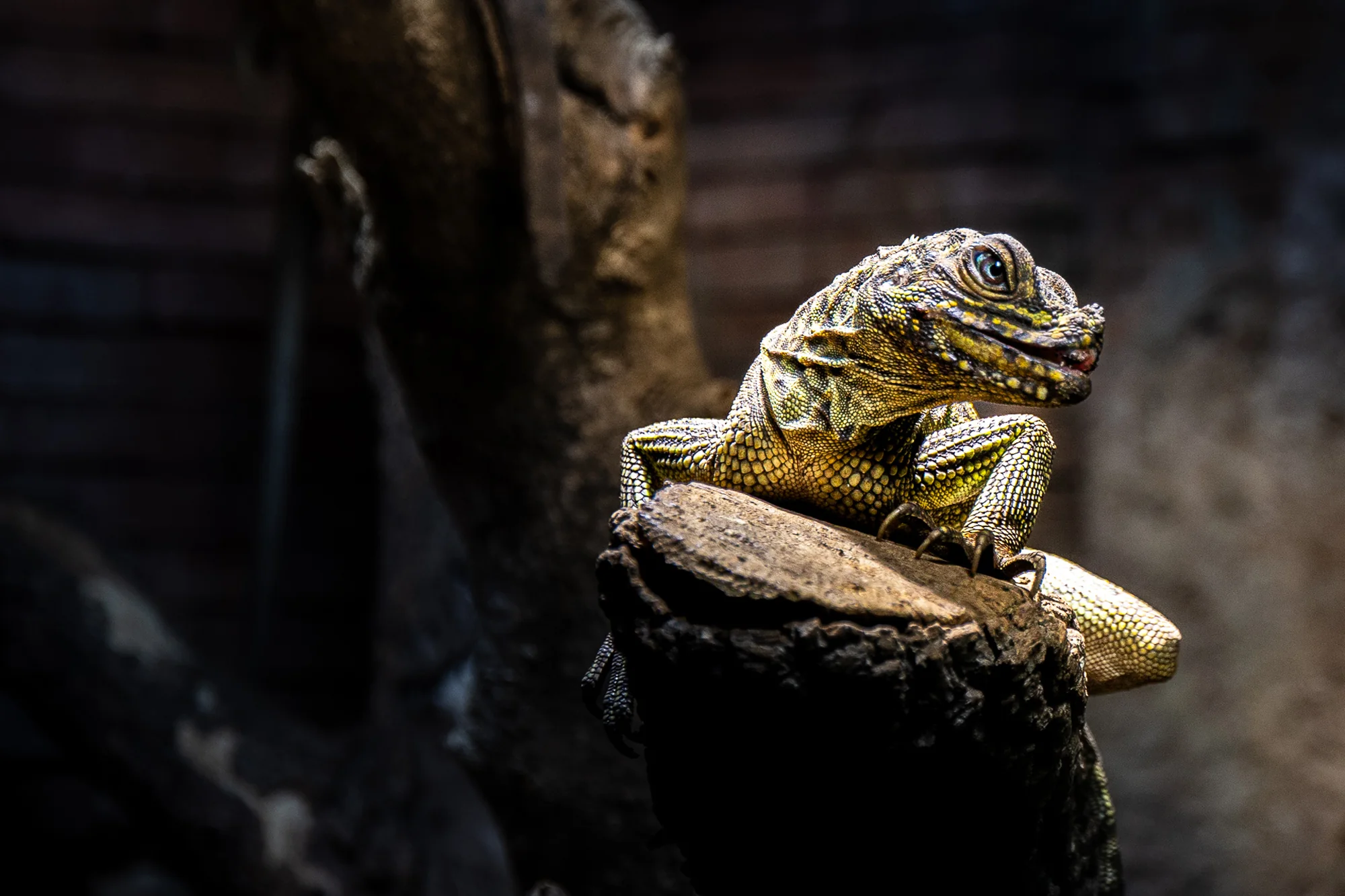 A day at the zoo