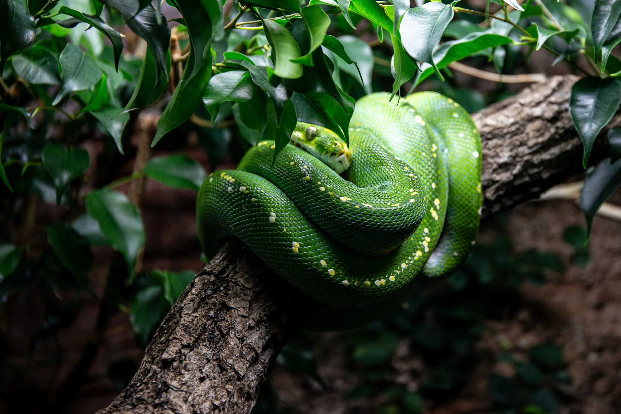A day at the zoo