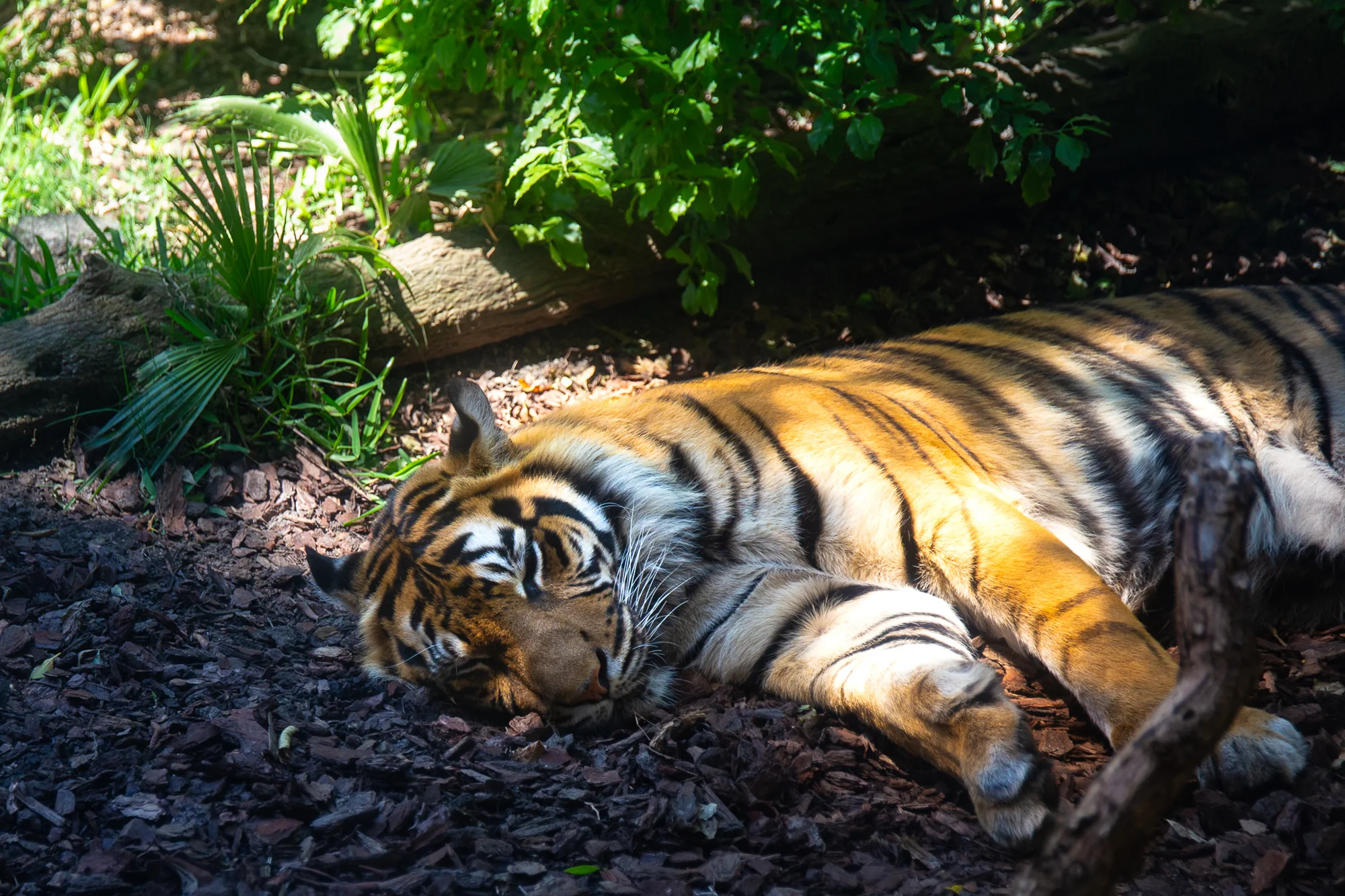 A day at the zoo